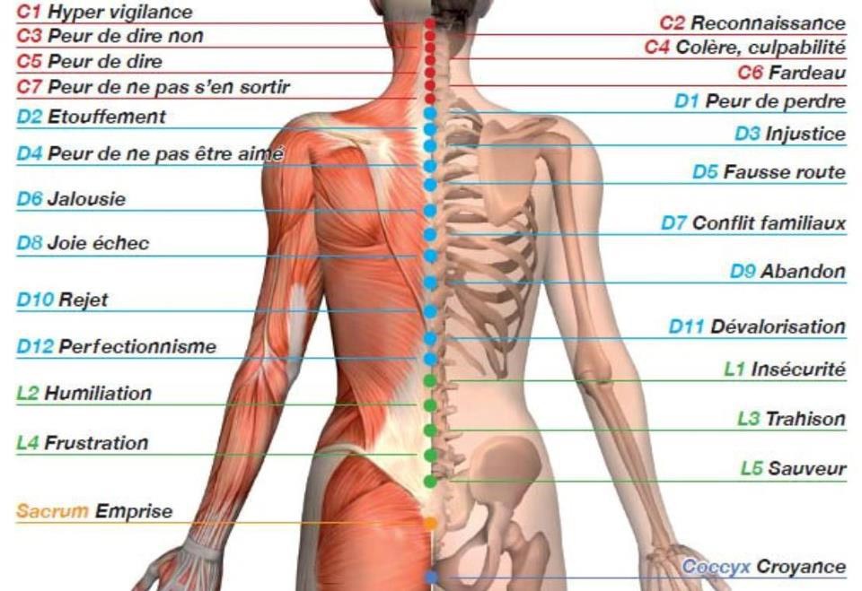 massage vertebre sentiment