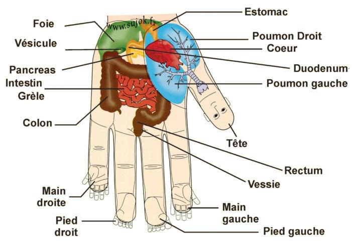 reflexologie palmaire 2